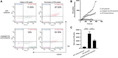 Z1456467176 alleviates gouty arthritis by allosterically modulating P2X7R to inhibit NLRP3 inflammasome activation